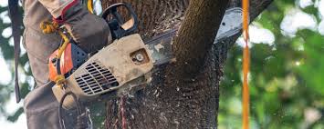 Best Storm Damage Tree Cleanup  in Iyanbito, NM