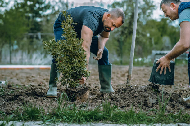 Best Tree Mulching  in Iyanbito, NM