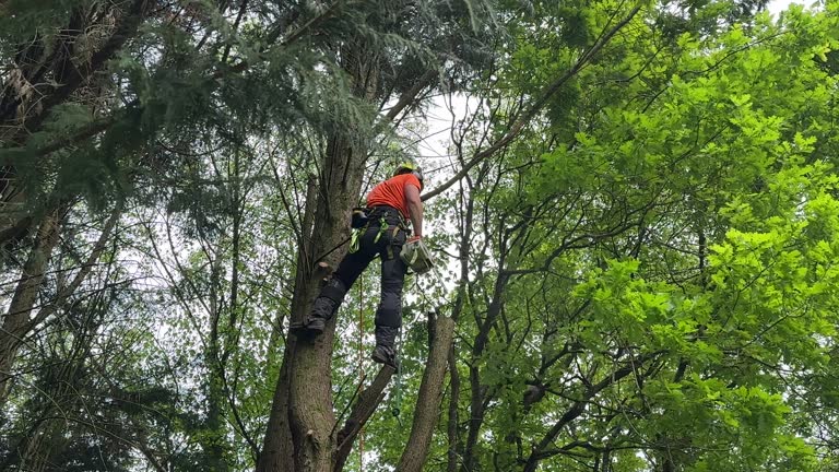 Best Arborist Consultation Services  in Iyanbito, NM