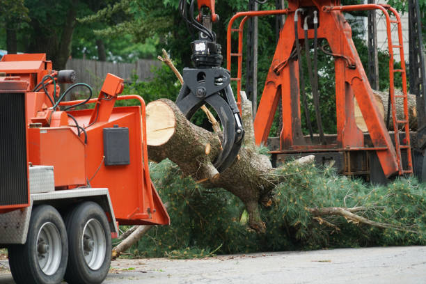 Best Lawn Renovation and Restoration  in Iyanbito, NM